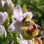 Sawfly Ophrys (Ophrys tenthredinifera). Illustrated is what is sometimes called ssp neglecta.