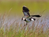 Lapwing (adult) about to land in long grass on Big Otmoor