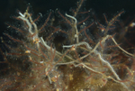 Phyllodoce mucosa