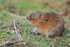 Water Vole
