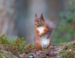 Red Squirrel - Sciurus vulgaris