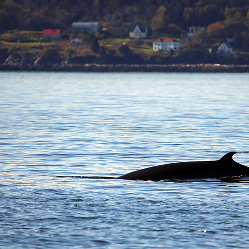 With Deer Island in the background, a Minke Whale surfaces for a quick breather enroute to it's favorite fishing grou…