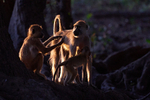 Backlit Yellow Baboons