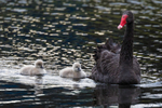 Black Swan Family 4