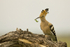 Hoopoe