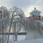 Weeping Birches