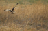 Short eared owl