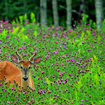 Young Buck in Knapweed