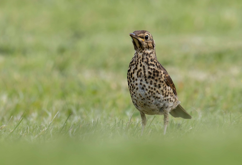 Song Thrush - Isle of Skye - Scotland