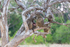 Baboons in Tree 2