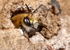 Anthophora  plumipes (m)