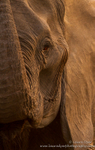 Gentle Giant