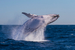 0A3A3848. Humpback Breach 17