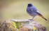black redstart