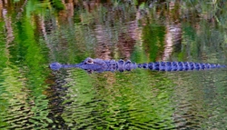 Aligators _0055