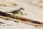 Cape Wagtail, Boulders Beach, South Africa