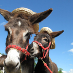 Party Donkeys, Wild Atlantic Way. Ireland