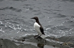Common Guillemot
