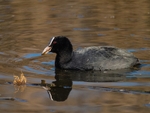 Coot