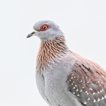 Speckled Pigeon portrait, white background, Simon's Town, South Africa