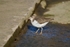 Spotted Sandpiper