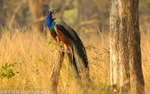 Indian Peafowl on a branch.