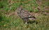 Little Owl
