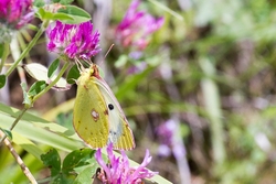 Bergers Clouded Yellow