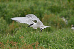 Sandwich Tern