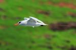 Red-tailed Tropicbird side-on, Kilauea Point, Kauai