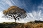 Lone Tree, Little Langdale