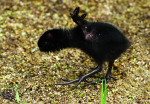 Water Rail chick checking wings