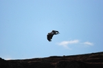 White-tailed Eagle