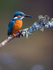 KINGFISHER no 5