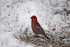 Pine Grosbeak