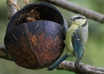 Blue Tit