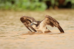 Osprey preparing for take-off, Rio Sao Lourenco, Mato Grosso, Brazil
