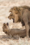 Stop shouting!
