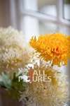 Duke of Normandie Hotel-120