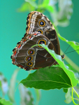 Buckeye Butterfly