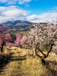 Andalucia: Almond Blossom portfolio