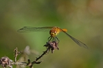 Ruddy Darter