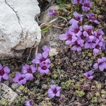 Purple saxifrage (Saxifraga oppositifolia)