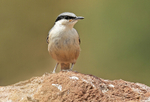 Rock Nuthatch