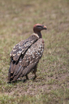 Ruppell's Vulture