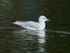 Ring-billed Gull (adult), Canmore, Canada