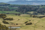 Helm Hill -357