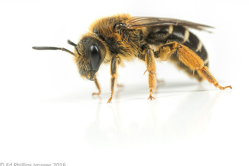 [I]Halictus rubicundus[/I] female. Staffordshire garden, April 2016.