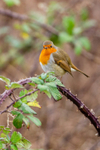 Robin Erithacus rubecula-1131