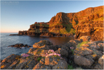 Sea Pinks at the Amphitheatre (IMG1233)